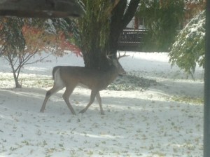 In my backyard.